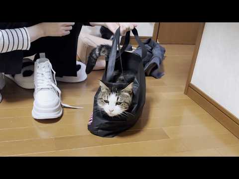 玄関開けたらダッシュでゴロン、豪快に転がる猫 サムネイル