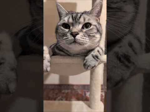 アメショーのラッテ アメショ アメリカンショートヘア ＃猫との暮らし猫と暮らす家猫 サムネイル