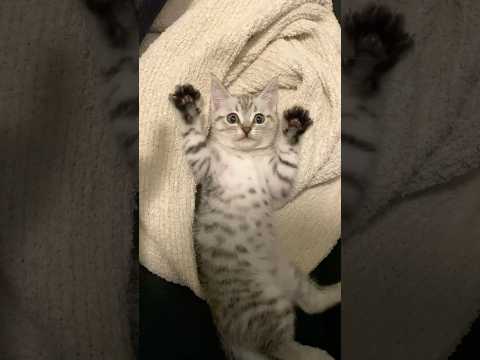 子猫の頃から愛情たっぷりに育てられた結果...!! cat 猫