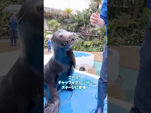 【カリフォルニアアシカ】チャップが久しぶりにステージに登場！【サンシャイン水族館】shorts 水族館 サムネイル