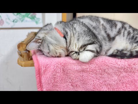 ごめん寝してるあいちゃんに... サムネイル