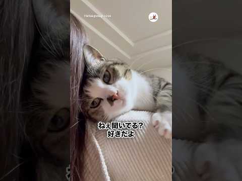 甘えん坊の肩乗り猫さん｜PECO サムネイル