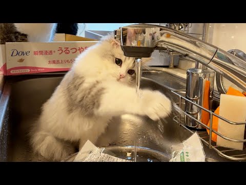 ママの家事を邪魔し続ける子猫がこちらです笑 サムネイル