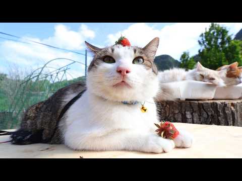いちご のせ猫 260622