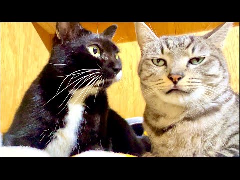 99% Sleep in 5 Minutes😴Cat Purring & Water Wood Sounds 99%が… サムネイル