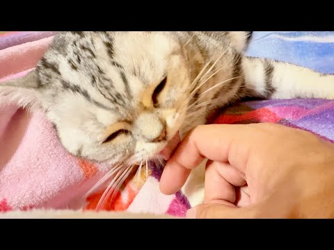 体調が悪いパパに献身的に毛繕いをするあいちゃん。 サムネイル