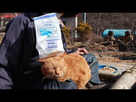 麦ちゃんとひらたけ植菌　260417