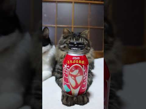 いちご杏仁　260406　のせ猫　 cat　 猫のいる暮らし　 cute　 ねこ　 kitty  ネコ　 cuteca… サムネイル
