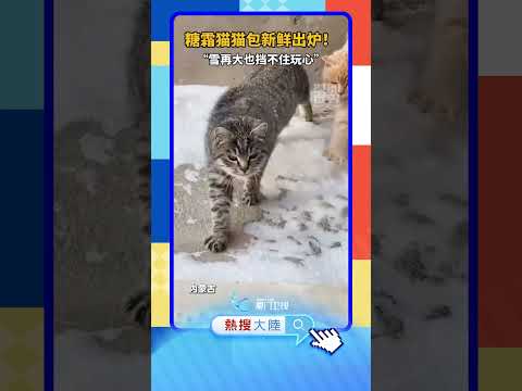 話題沸騰！可愛い3匹の猫が雪で大はしゃぎする神回