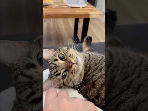 一日中パパのそばにいる猫。cat 猫 サムネイル