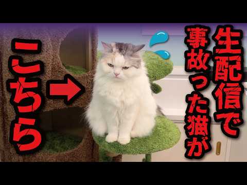 【悲報】つくし、ついに生配信でやらかしてしまう。