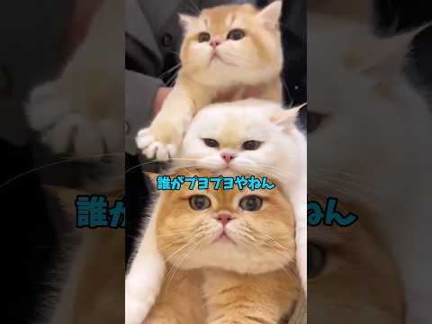 猫と過ごす1分間😘 猫 cat cats cute サムネイル