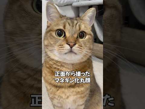 おい…近っ…お…い…近いって…な猫