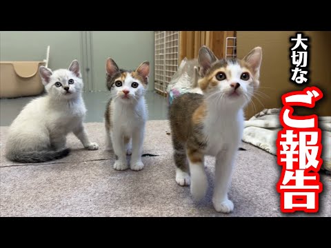 子猫たちの幸せとお別れが決まりました サムネイル