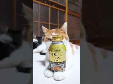 ダイドーブレンド微糖 世界一のバリスタ監修　260104　のせ猫　 cat ねこ ネコ　 猫のいる暮らし　 cute… サムネイル
