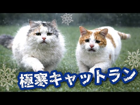 極寒の中、今年初キャットランに飛び出していった猫たちだったが… サムネイル