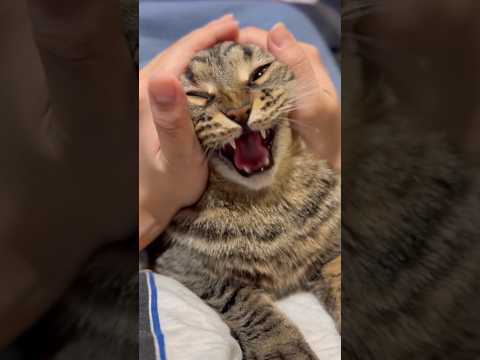 【大暴れ】猫をマッサージで寝かしつける...!! cat 猫 サムネイル