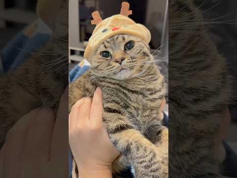 我が家にトナカイ(猫)が来たwww cat 猫 サムネイル