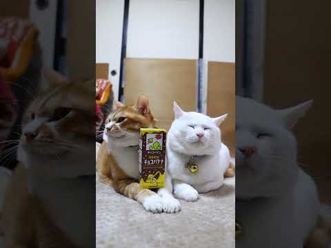豆乳飲料 チョコバナナ　260126　のせ猫　豆乳　 cat cute 猫のいる暮らし　 ネコ cutecat ねこ… サムネイル
