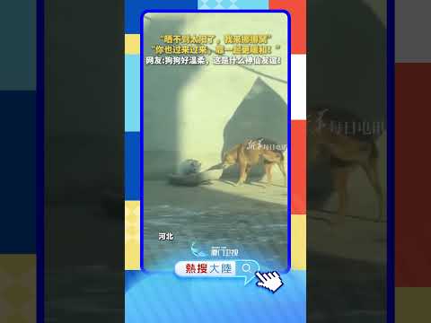 【萌寵】好溫馨！狗狗挪窩與貓咪共享暖陽 サムネイル