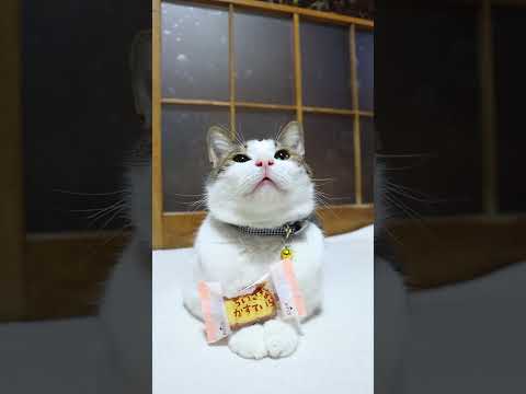 ちいさなかすていら　260206　のせ猫　 cat ねこ 猫のいる暮らし　 cute　 ネコ　 猫のいる生活　 cut… サムネイル