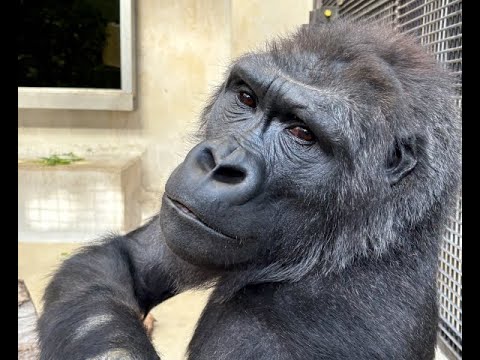 アニーの現状とスモモとキュウリ　上野動物園　ゴリラ　202512 サムネイル