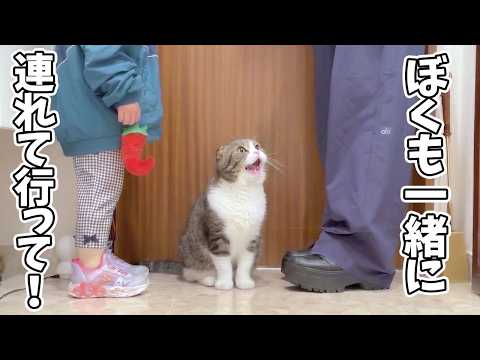 ママと2歳の娘が公園に出かけようとすると猫が一緒に出かけたくて鳴き続けるようになっちゃいました…汗 サムネイル