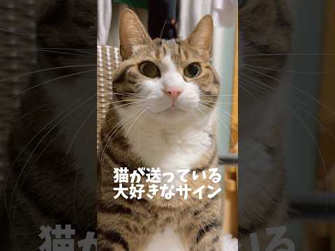 見逃さないで猫の大好きなサインcats shorts 球太 サムネイル