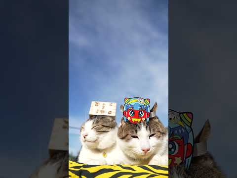 節分　でんちゃん福ます　260203　のせ猫　節分　 cat cute ねこ　 猫のいる暮らし　 cutecat　 ネ… サムネイル