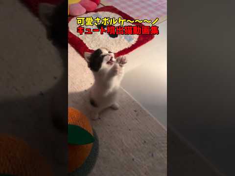 可愛さ大噴火🌋