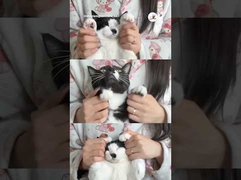 がんばれ〜！｜PECO サムネイル