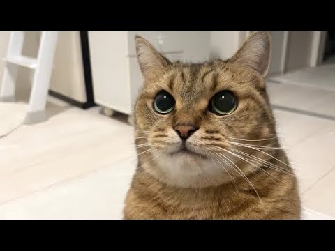 ごはんの時間ピッタリに呼びに来て、飼い主を先導する猫が面白すぎた（笑） サムネイル