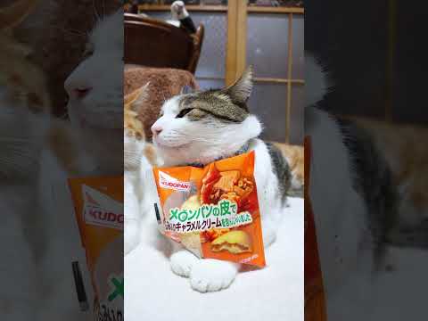 メロンパンの皮でくるみ入りキャラメルクリームを包んじゃいました　　　　260427　のせ猫　 cat　 猫　 ねこ…