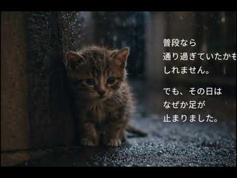 猫との出会い猫負けないでうつ