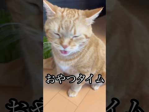 おやつタイム ねこ アメショ cat 猫草 食べ放題 サムネイル