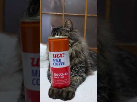 ミルクコーヒー　260520　 cat のせ猫 cute　 ミルクコーヒー ねこ ネコ　 猫　 UCC kitty サムネイル