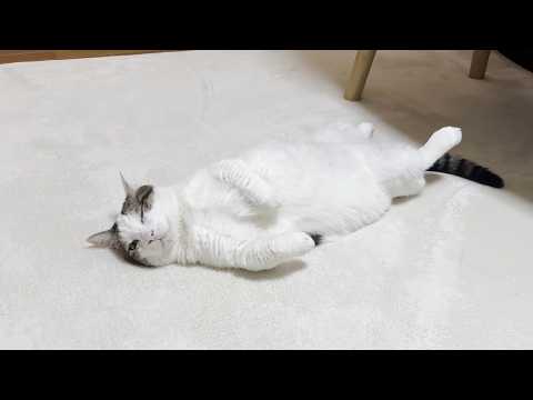 野生を知らずにぬくぬく育った猫の寝相は、なぜずっと見てられる？