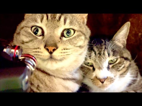 99% Will Get Sleepy in 5 Minutes | Relaxing Cat & Water Sou…