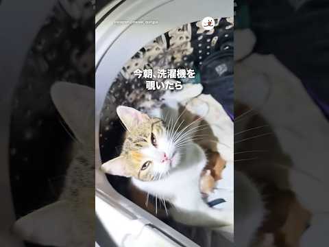 今朝、洗濯機を覗いたら｜PECO サムネイル