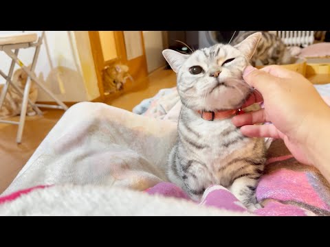 甘えるかどうか決めかねてるあいちゃん。 サムネイル