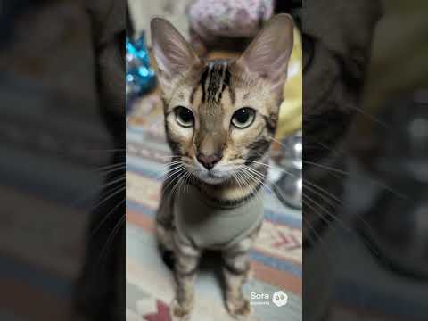 シャム猫ベンガル猫shorts funny catkitten bengaruミャク子ガッツ サムネイル