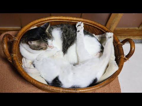 かごのチビとさばじろう　251220