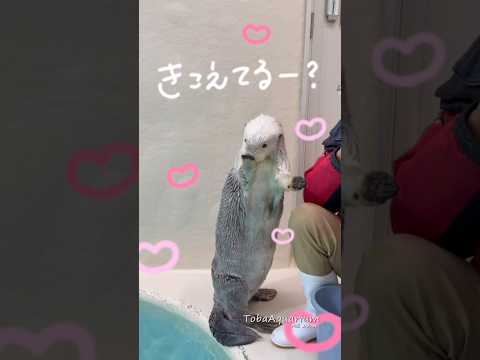 《鳥羽水族館》もしも〜し聞こえてる❔🦦　鳥羽水族館 aquarium animals ラッコ mosimosi? サムネイル