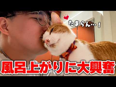 お風呂上がりの飼い主に興奮して、顔へのスリスリが止まらない猫です。