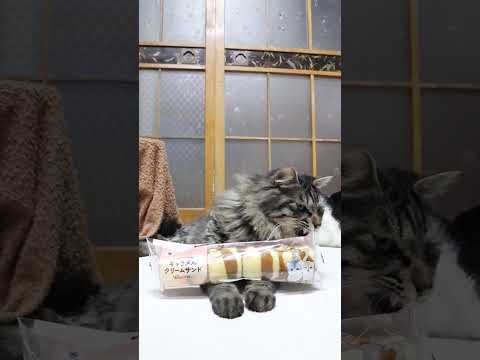 しっぽみたいなキャラメルクリームサンド　260218　のせ猫　 cat cute のせ猫　 猫のいる暮らし　 kitt… サムネイル