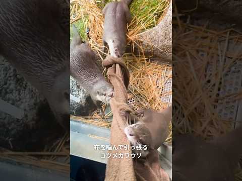 【コツメカワウソ】布に噛みつくコツメカワウソ【サンシャイン水族館】shorts 水族館 サムネイル