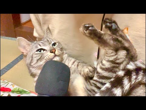 99%が5分で眠くなる😴 猫のゴロゴロ×Water Wood ASMR サムネイル