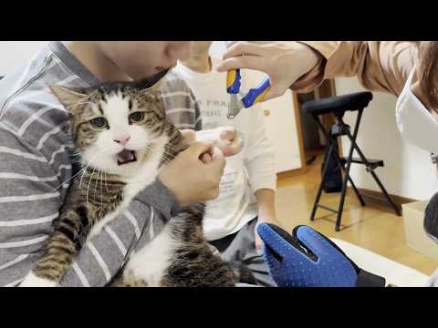 猫の爪切りでヘタレなお父さんを見かねた男らしい息子 サムネイル