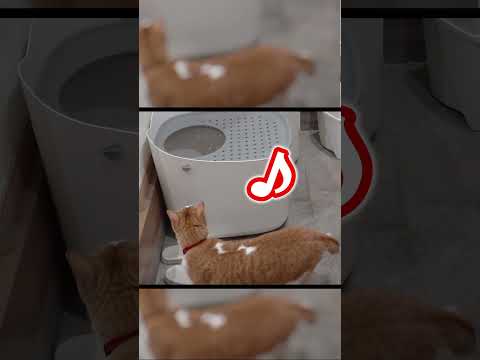 猫が…歌っている？？？ 猫  保護猫 shorts サムネイル