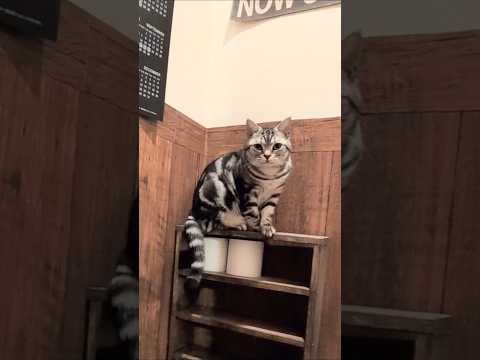 アメショーのラッテ アメショ アメリカンショートヘア 猫と暮らす家猫との暮らし猫 サムネイル